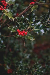 Close-up of red berries growing on tree