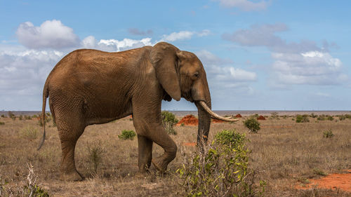 The african bush elephant