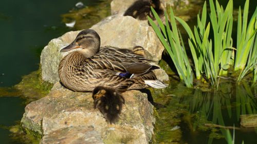 Mallard duck ducks on lake pond hen ducklings low level close up view