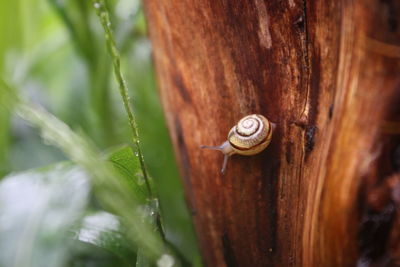 Close-up of snail crawling on bark