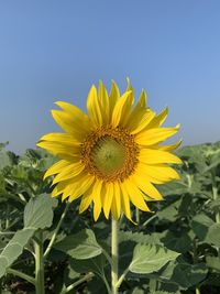 Close-up of yellow sunflower against sky