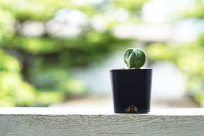 Close-up of potted plant on retaining wall