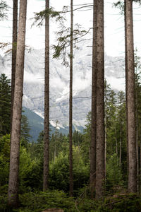 Pine trees in forest