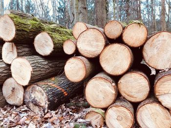 Stack of logs in forest