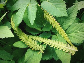 High angle view of leaves on plant