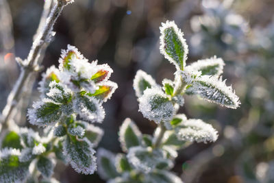 Close-up of frozen plant