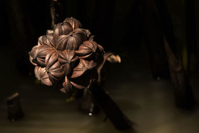 Close-up of dry rose flower