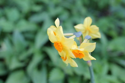 Close-up of yellow flowering plant