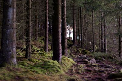 Trees in forest