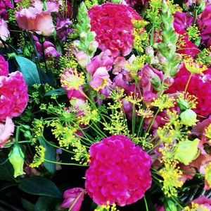 Close-up of pink flowers