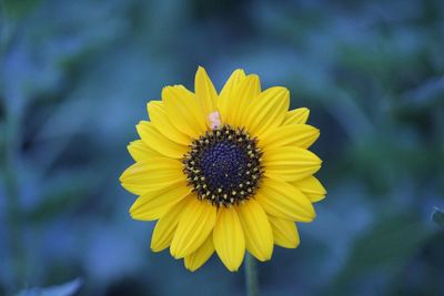 Close-up of yellow flower