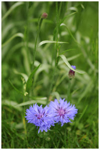 Close-up of purple crocus flowers blooming on field