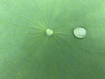 Full frame shot of wet leaf