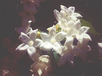 Close-up of white flowers