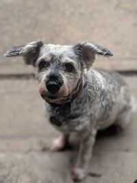 Portrait of dog standing outdoors