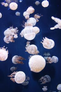 Close-up of jellyfish in sea