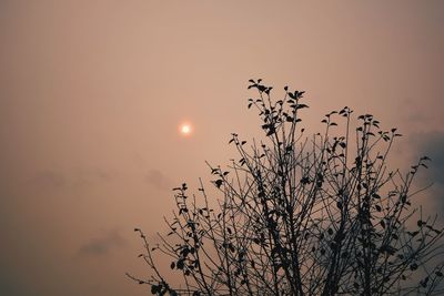 Low angle view of silhouette tree against sky at sunset