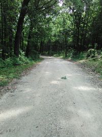 Road amidst trees in forest