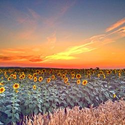 Scenic view of field against cloudy sky