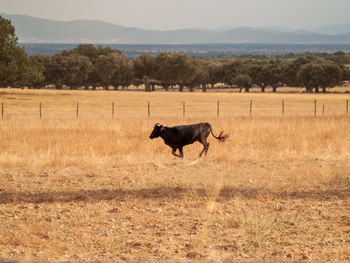 Dog running in field