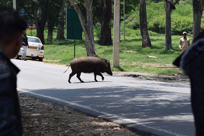 View of a horse walking on road
