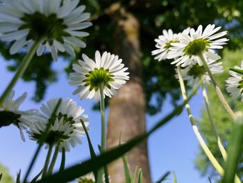 Close-up of white daisy flowers