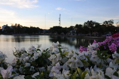 Close-up of flowering plants by lake against sky during sunset