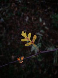 Close-up of autumn leaf on twig