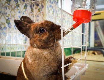 Close-up of rabbit drinking water in cage