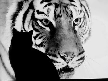Close-up portrait of a cat
