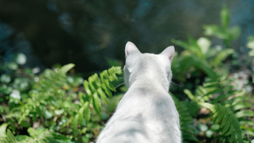 The back view of a white cat. the white cat is curious about the pool.