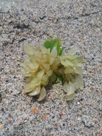 Close-up of plant growing on ground