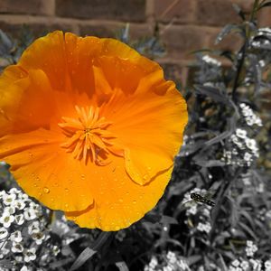 Close-up of wet orange flower blooming outdoors