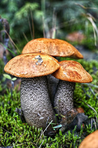 Close-up of mushroom growing on field