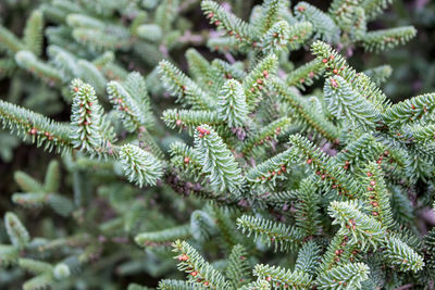 Close-up of pine tree branch