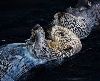 Close-up of otters in water