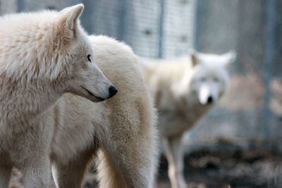 View of two dogs