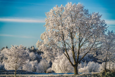 Snow covered trees against sky