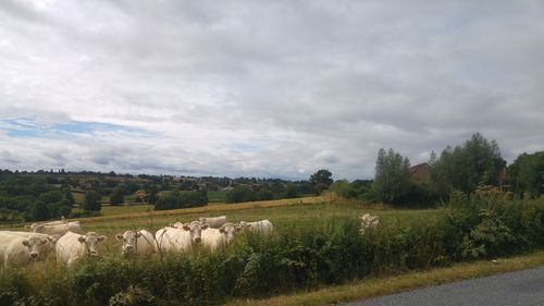 Scenic view of agricultural field against sky