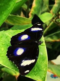 Close-up of butterfly perching on leaf