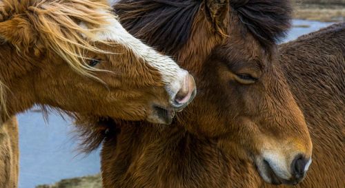 Close-up of horses