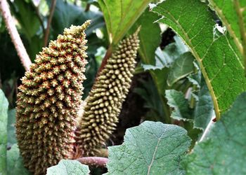 Close-up of flowering plant against tree