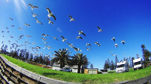 Birds flying over trees against blue sky