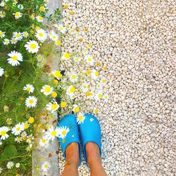 Low section of woman standing by white daisy flowers