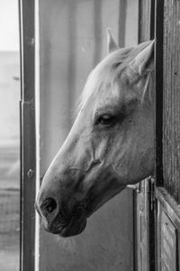 Close-up of horse in stable