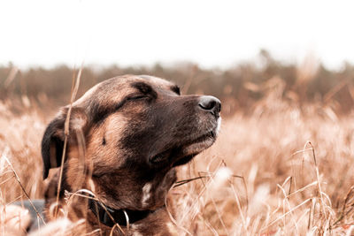 Close-up of dog on field