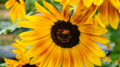 Close-up of sunflower