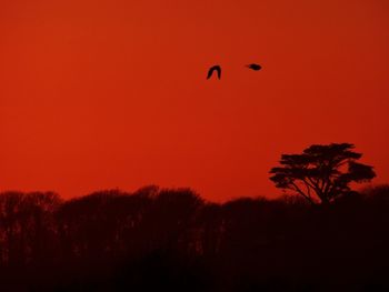 Silhouette birds flying against orange sky