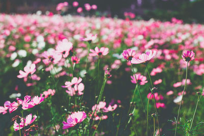 Close-up of pink flowering plants on field