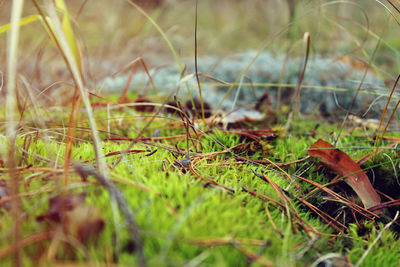 Close-up of grass on field